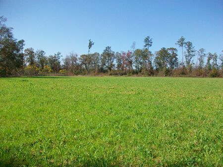 Small Hunting Tract Or Country Farm : Cochran : Bleckley County : Georgia