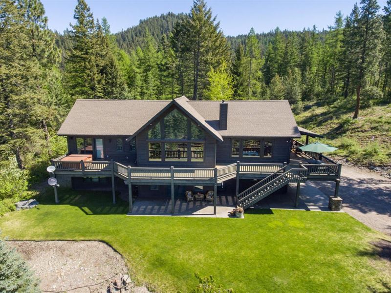 Birch Tree : Bigfork : Flathead County : Montana