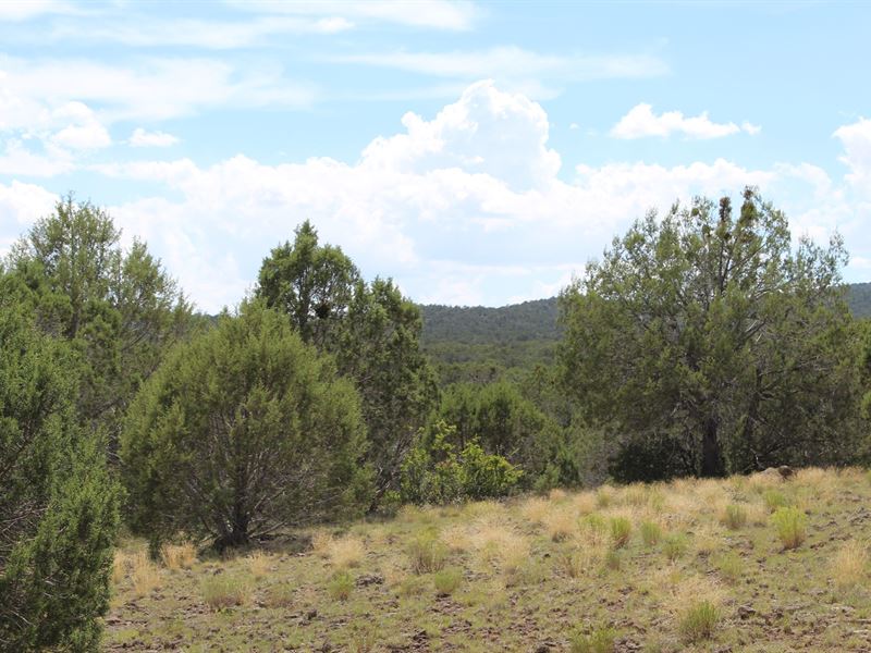 Hunting Land in Northern AZ, Farm for Sale in Arizona, 226826 FARMFLIP