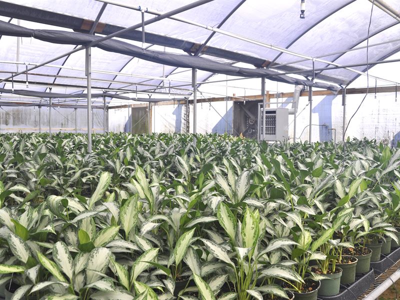 Mount Dora Foliage Nursery : Mount Dora : Lake County : Florida