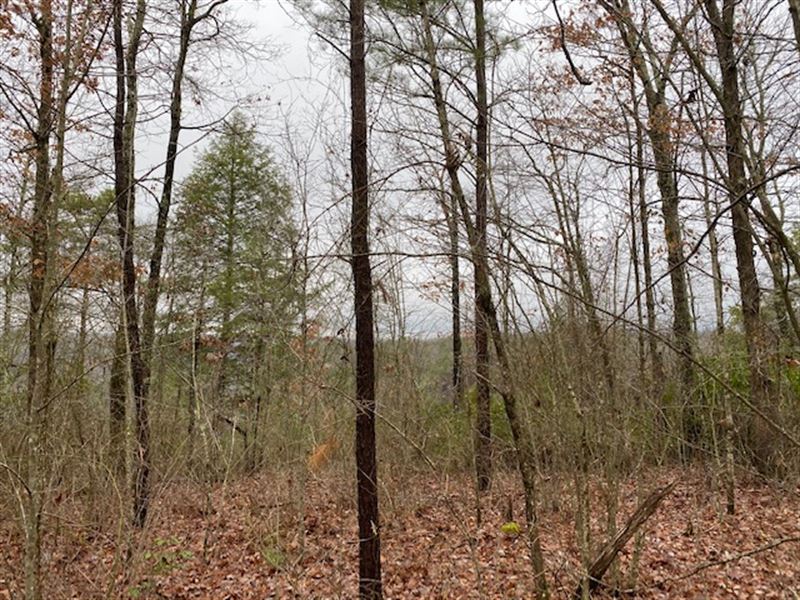 110+/- Acres Off The Grid Property : Gruetli-Laager : Grundy County : Tennessee