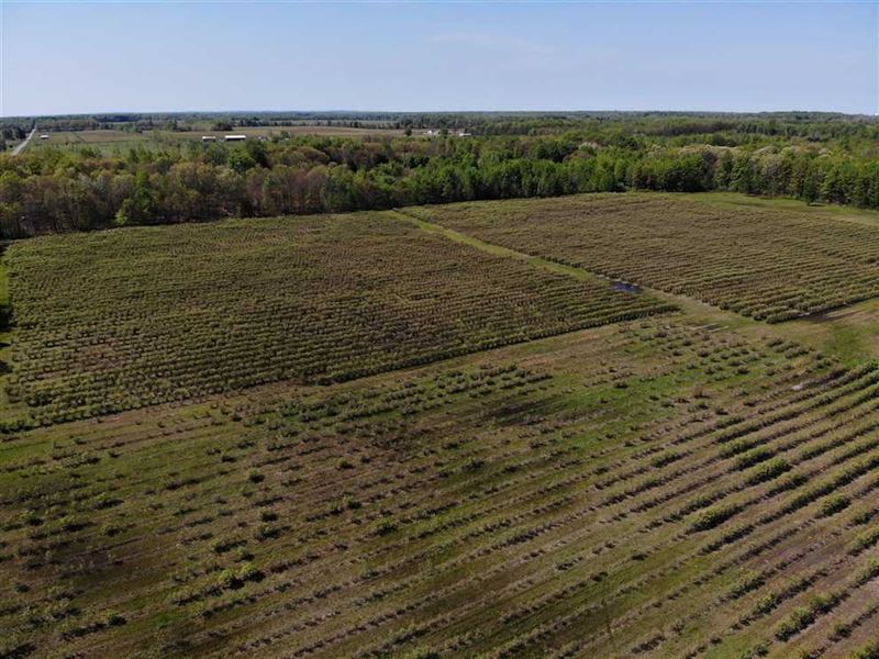 33.24 Acre Blueberry Farm for Sale, Farm for Sale in Michigan, #228956 ...