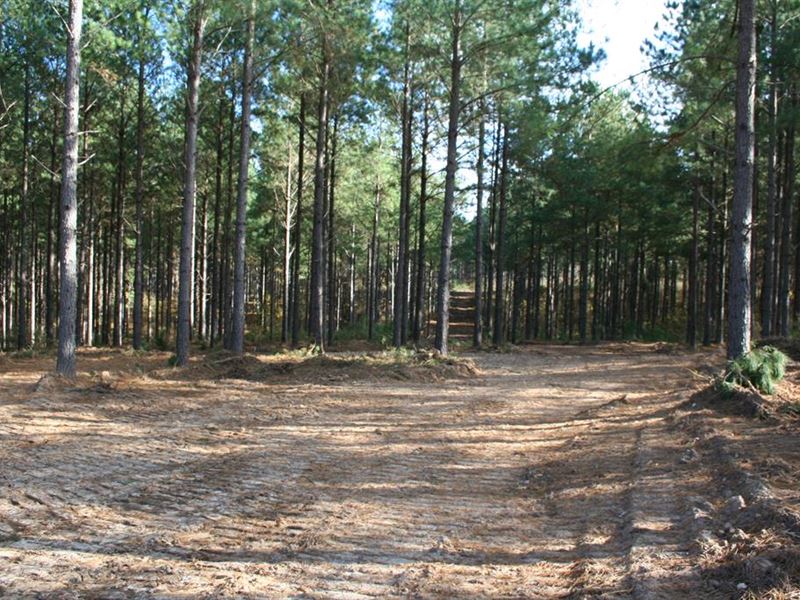 550.28 Acres in Lincoln County : Lincolnton : Lincoln County : Georgia