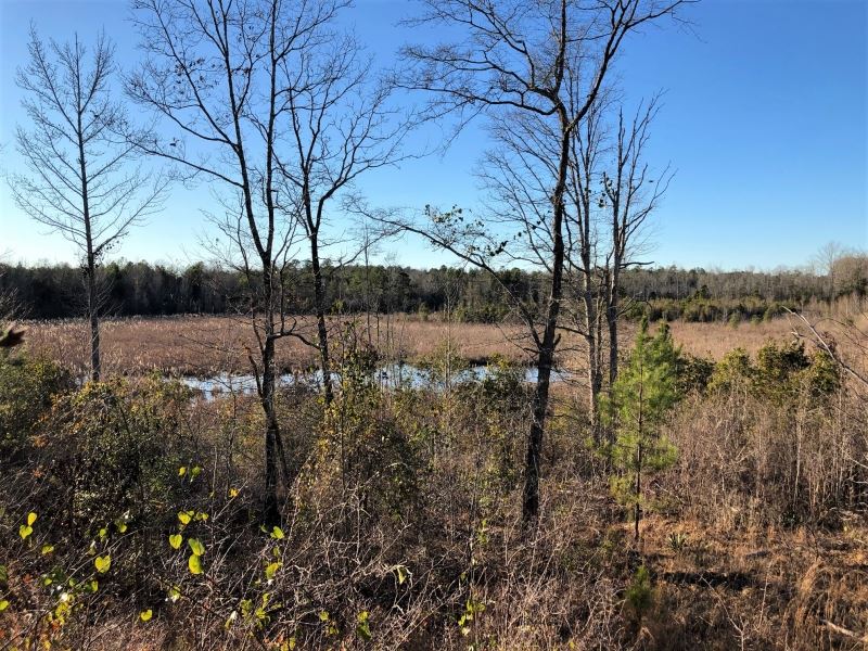 Gum Creek Hunting : Milledgeville : Baldwin County : Georgia