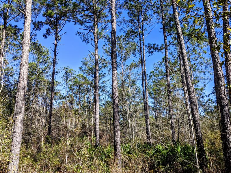 372 Ac Gadsden Co FL Hunting Land : Quincy : Gadsden County : Florida