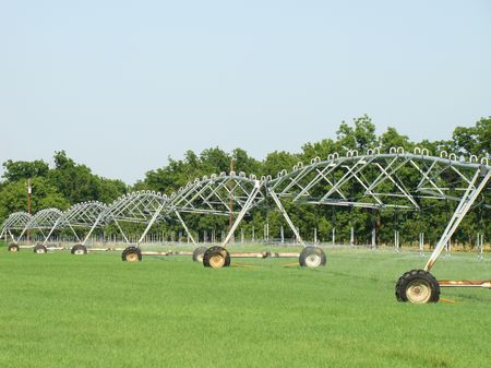 Pecan Orchard : Lockett : Wilbarger County : Texas