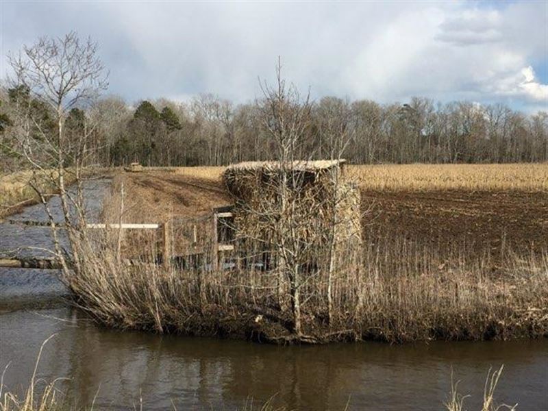 Waterfowl Impoundments / Farm Land : Engelhard : Hyde County : North Carolina