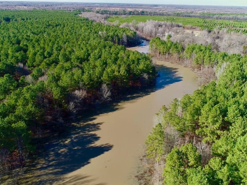 Bowie County Forest : New Boston : Bowie County : Texas
