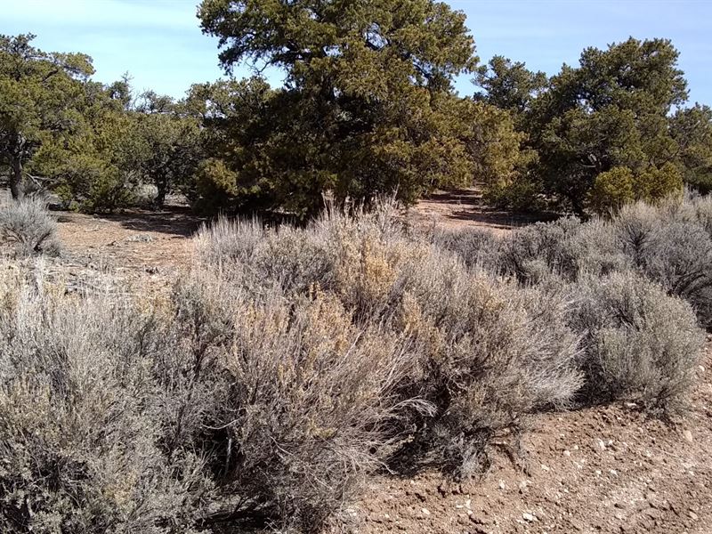 Live Off Grid Secluded CO Property : Fort Garland : Costilla County : Colorado