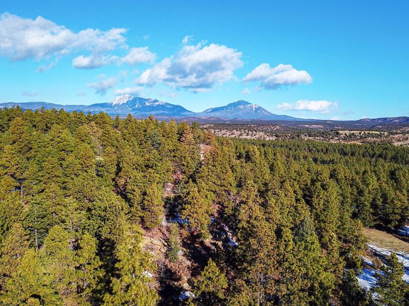 Wooded Mountain Lot, Electricity : Weston : Las Animas County : Colorado