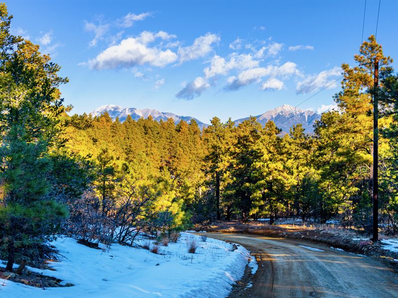 Wooded Mountain Lot, Road Access : Weston : Las Animas County : Colorado