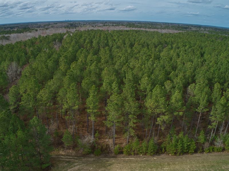 76 Acres of Hardwoods & Pine : Hopkins : Richland County : South Carolina
