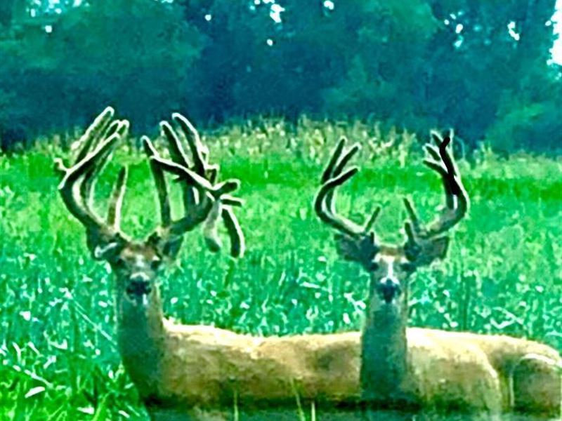 Hilltop Farm, Farm for Sale in Alabama, 231832 FARMFLIP