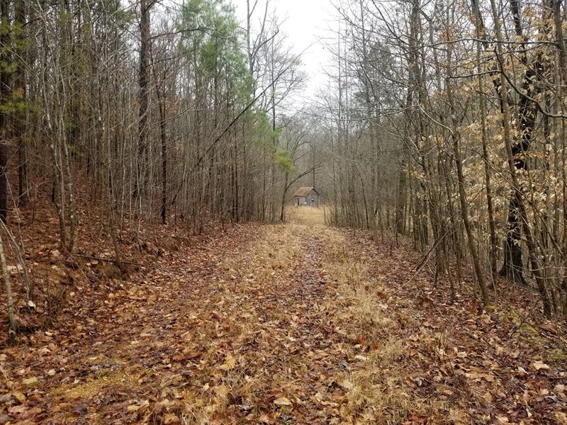 29 Acre Collinwood TN Land Creek, Farm for Sale in Tennessee, 231895