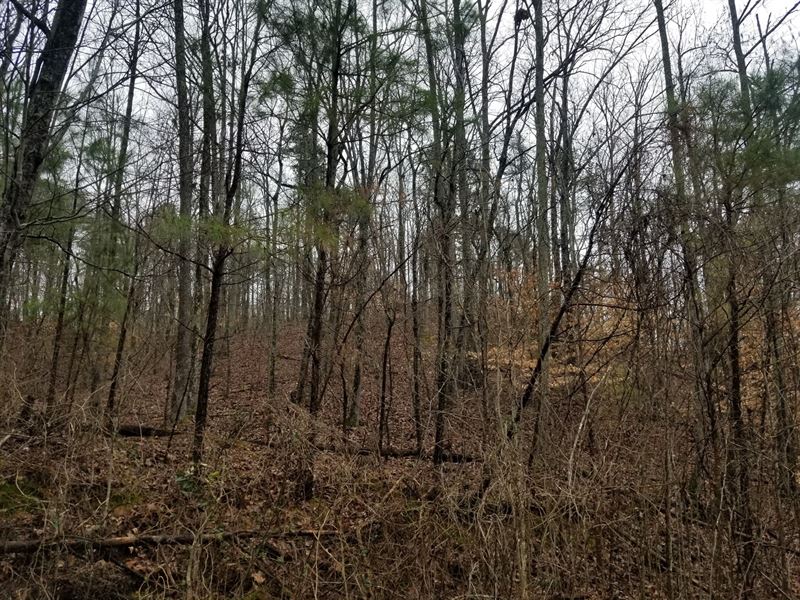 12.6 Acre Collinwood Lutts TN Wood Farm for Sale in Collinwood, Wayne