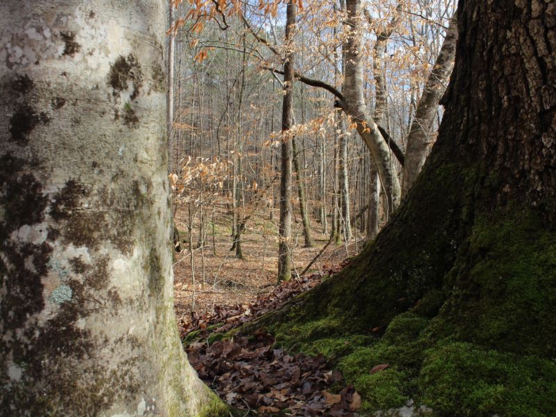 Hardwoods and Creeks, Heard County : Franklin : Heard County : Georgia