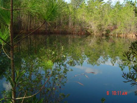 150 Acres with Pond : Statesboro : Bulloch County : Georgia