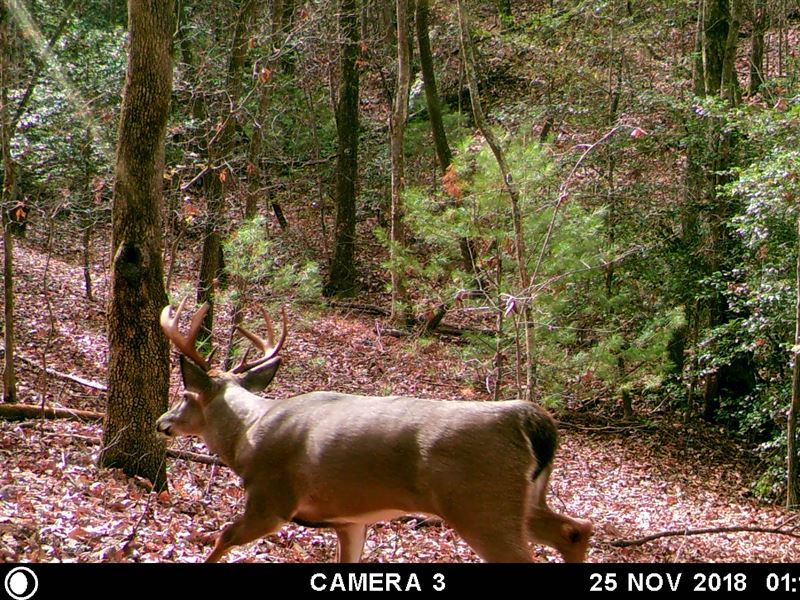 Wolf Creek Trails : Mineral Bluff : Fannin County : Georgia