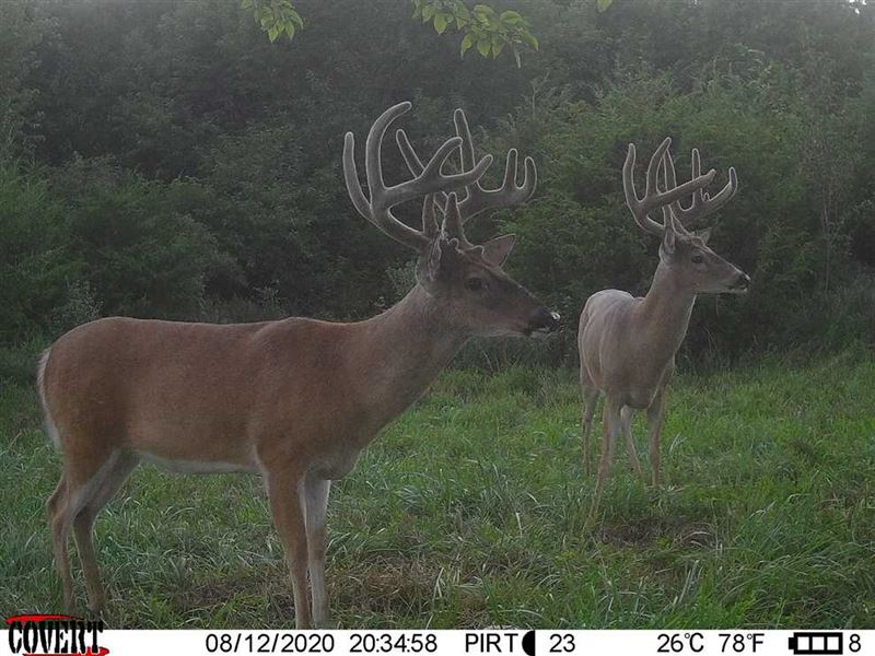 143 Acres of Prime Hunting Propert : Independence : Montgomery County : Kansas