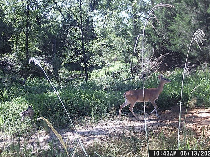 Bremond Texas Land Hunting, Farm for Sale in Texas, 232903 FARMFLIP