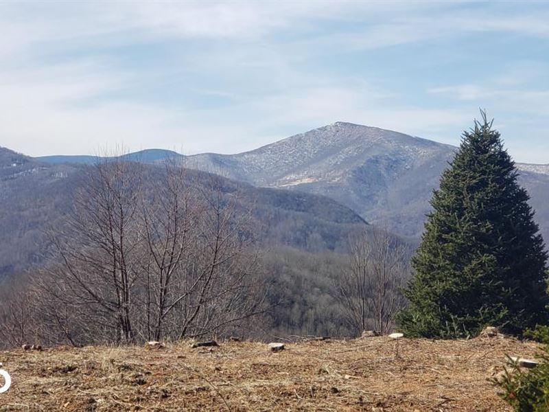 Isaacs Branch Christmas Tree Farm : Farm For Sale In Newland, Avery County, North Carolina : #233149 : Farmflip