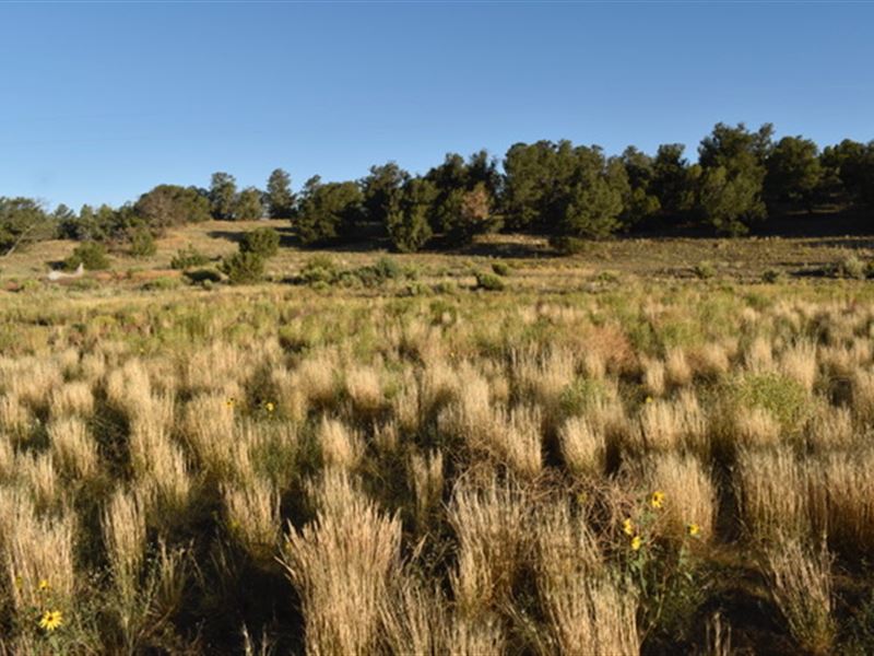 Candy Kitchen NM Seasonal Lake Lot Farm for Sale by Owner in Pinehill