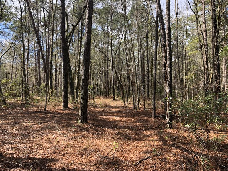 20 Acres in Ravenel, SC, Farm for Sale in South Carolina, 233697