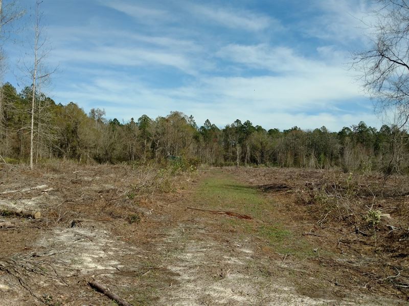20 Acres for Sale in Osceola Forest, Farm for Sale in Florida, 233733