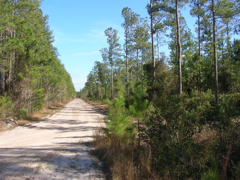 627 Acre Timber Investment Tract, Farm for Sale in 233852