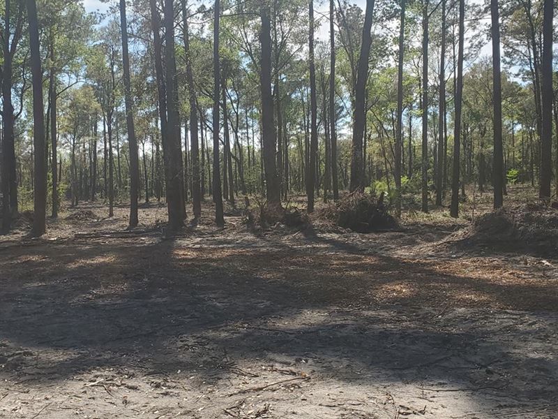 25 Acres Vacant Land Located Ocala, Farm for Sale in Florida, 233926