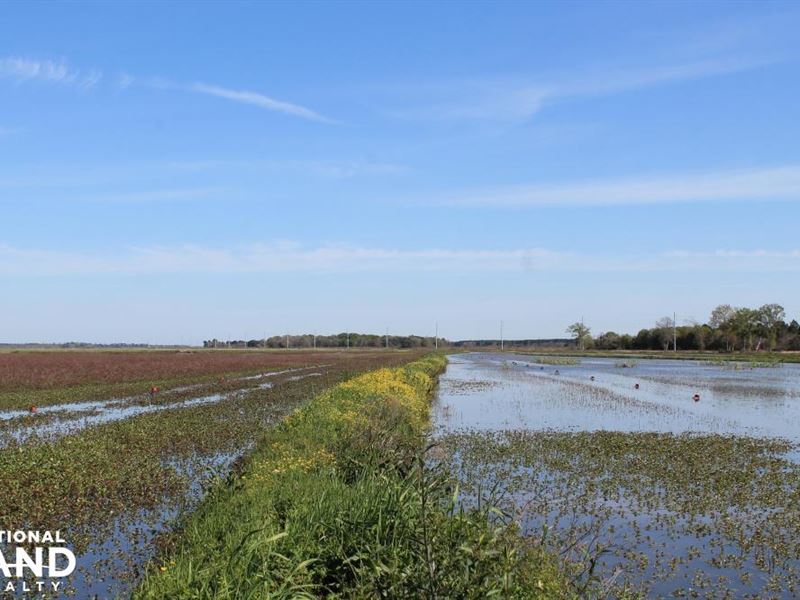 Excellent 402 Acre Crawfish and Ric : Jennings : Jefferson Davis Parish : Louisiana