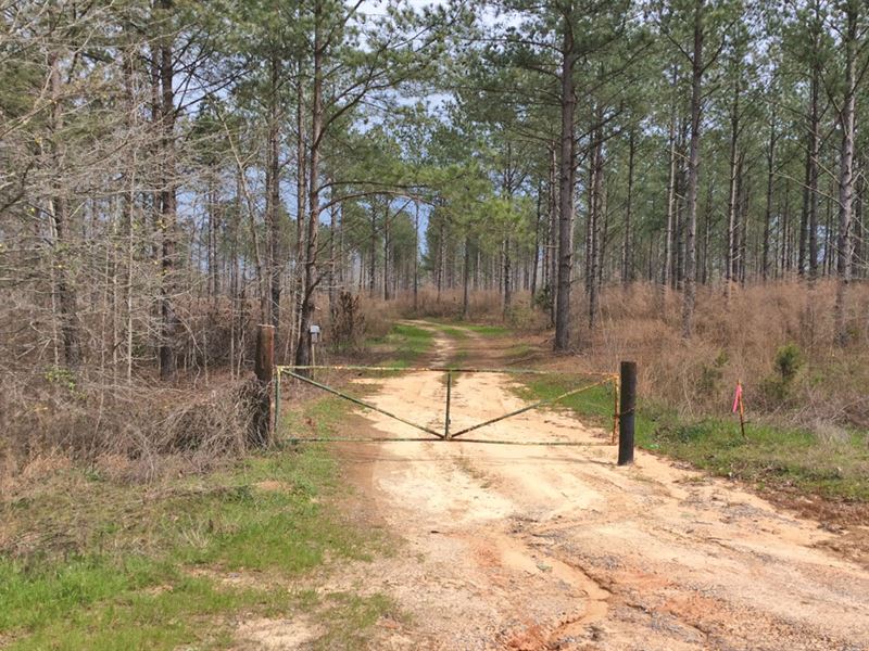 Browder 370 Tract : Highland Home : Crenshaw County : Alabama