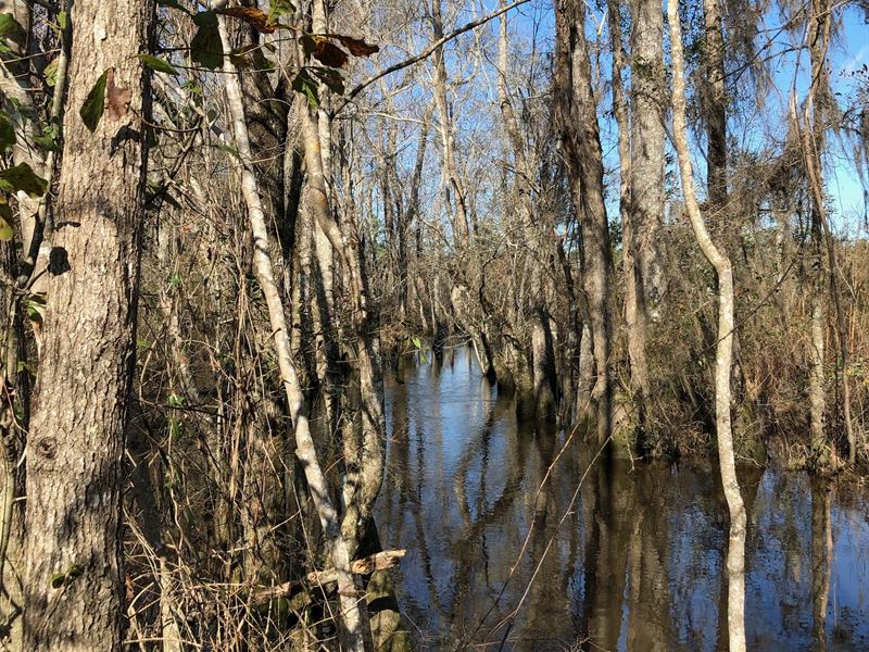 Wilcox CO Recreational & Investment, Farm for Sale in 235020