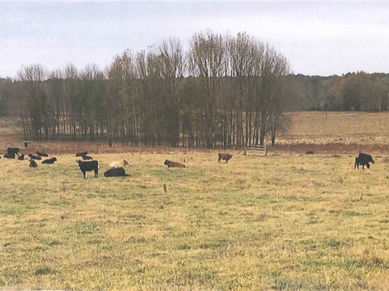 2,180 Acre Cattle Ranch & Timber : Rose Hill : Jasper County : Mississippi