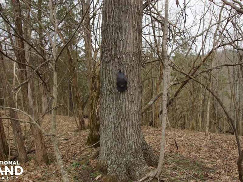 Affordable Hunting Land and Riversi : Bedford : Trimble County : Kentucky