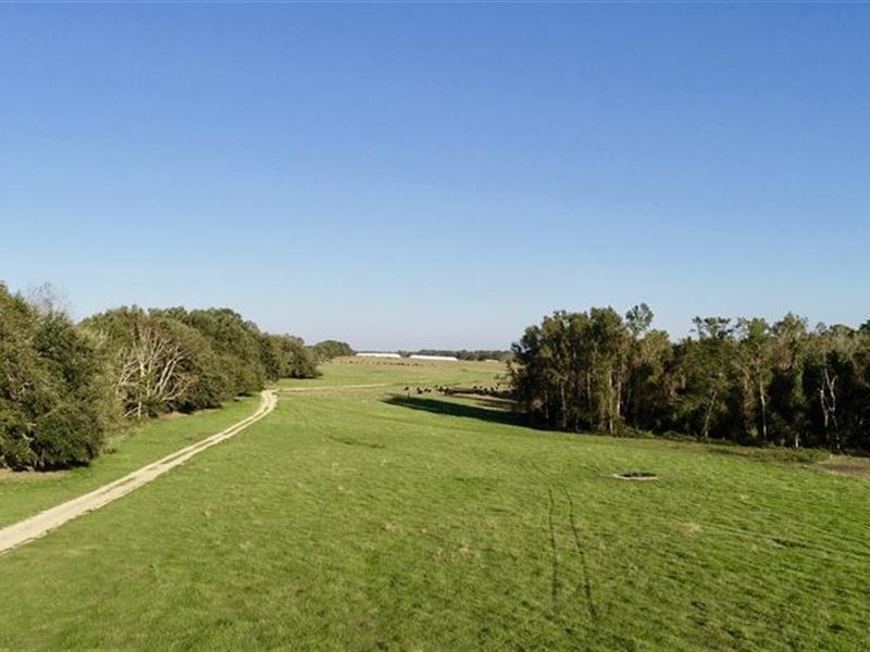 Beautiful Working Cattle Farm, Farm for Sale in Florida, 235788 FARMFLIP