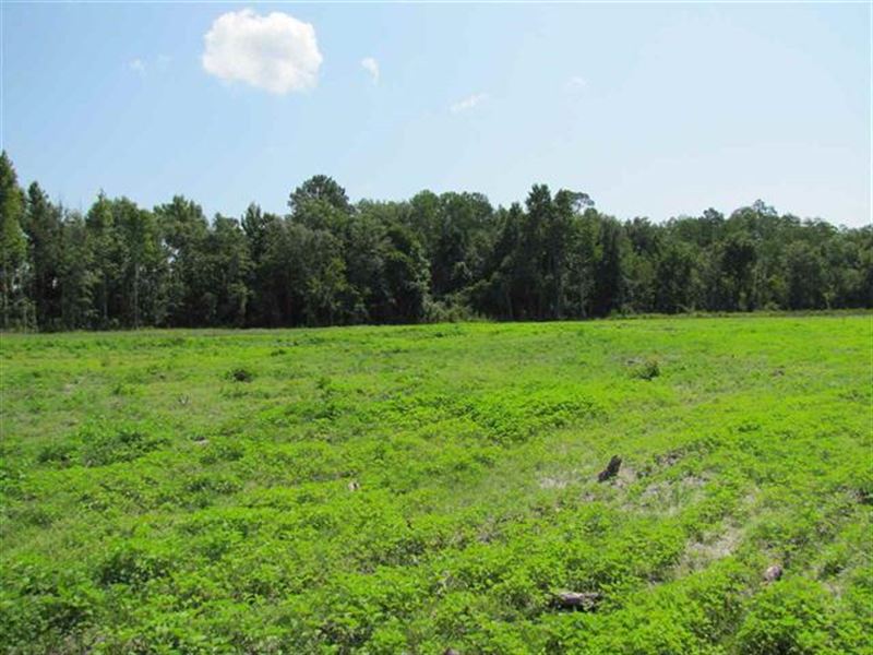 Cleared Land, Ready for Replanting Farm for Sale in Madison, Madison