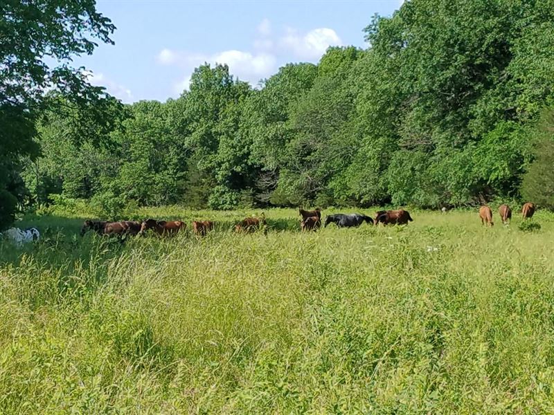 500 Grass Farm for Sale in MO, Farm for Sale in Missouri, 236565