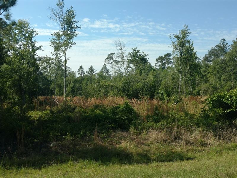 North Florida Acreage Adjoining, Farm for Sale in Florida, 236889