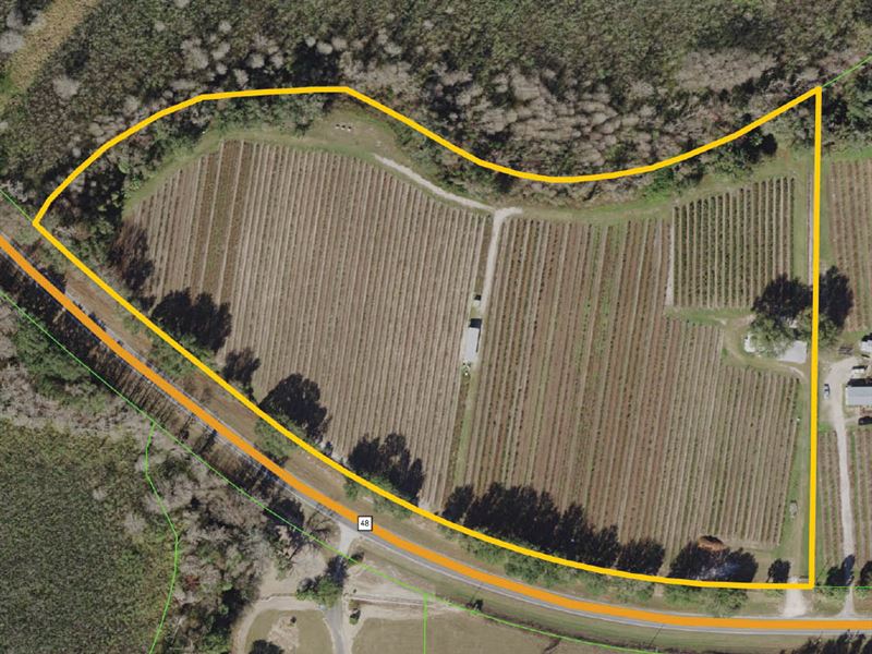 Certified Organic Blueberry Farm : Floral City : Citrus County : Florida