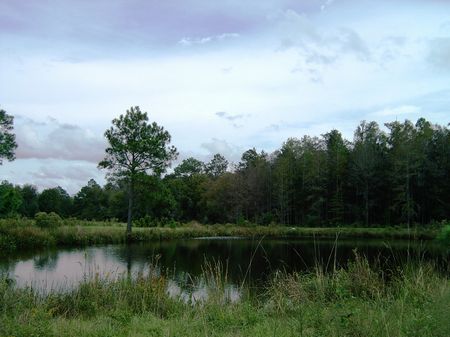 Wolf Creek Farm : Monticello : Jefferson County : Florida