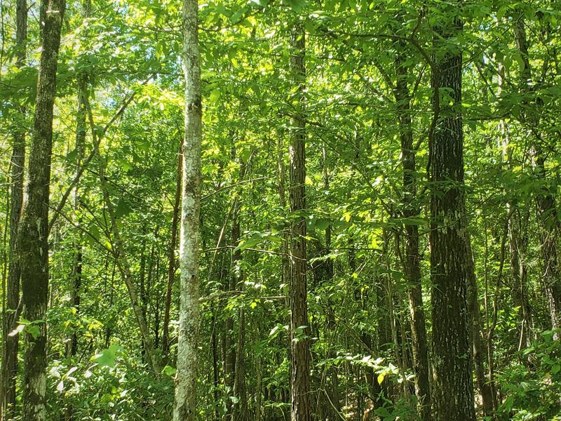 Timberland and Hunting Property : Sweet Water : Marengo County : Alabama