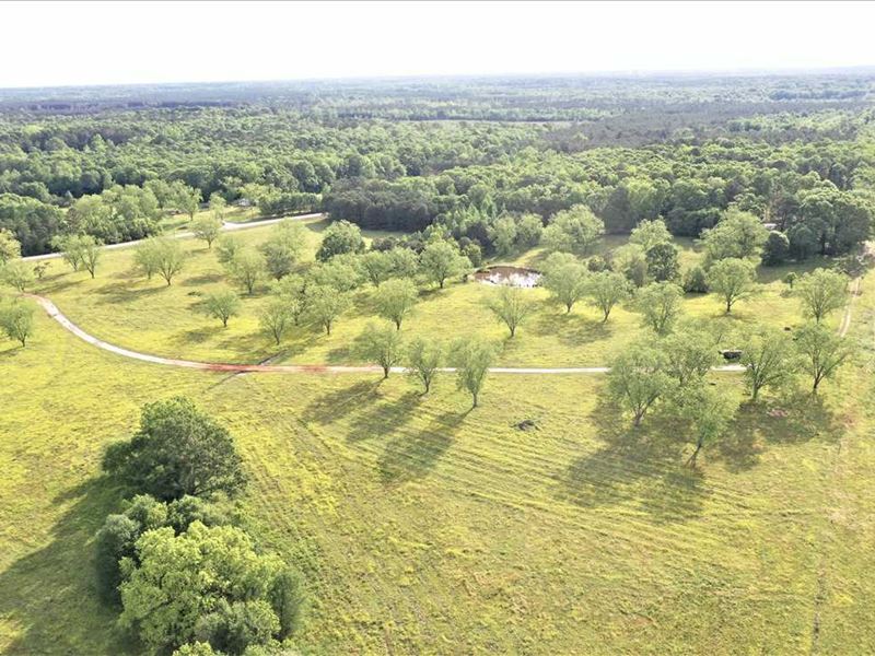 Pine Level 193. Pasture,Hunting, Farm for Sale in Alabama, 238681 FARMFLIP