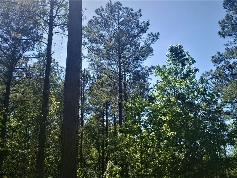 Mature Timber and Lots of Wildlife : Linden : Marengo County : Alabama