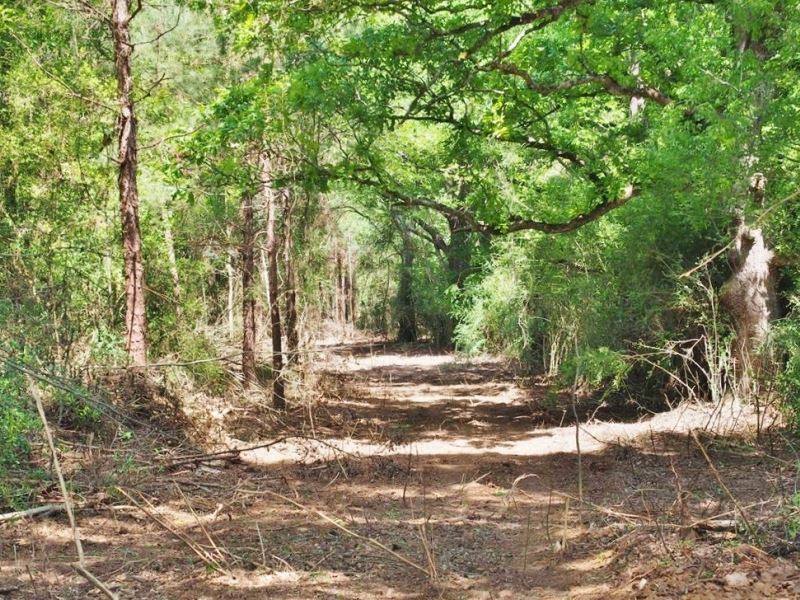 12.28 Acres Land For Sale Mature Tr Farm for Sale in Pike