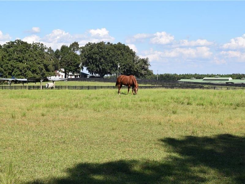 79 Acre Farmland & Equestrian, Farm for Sale in Florida, 239606 FARMFLIP
