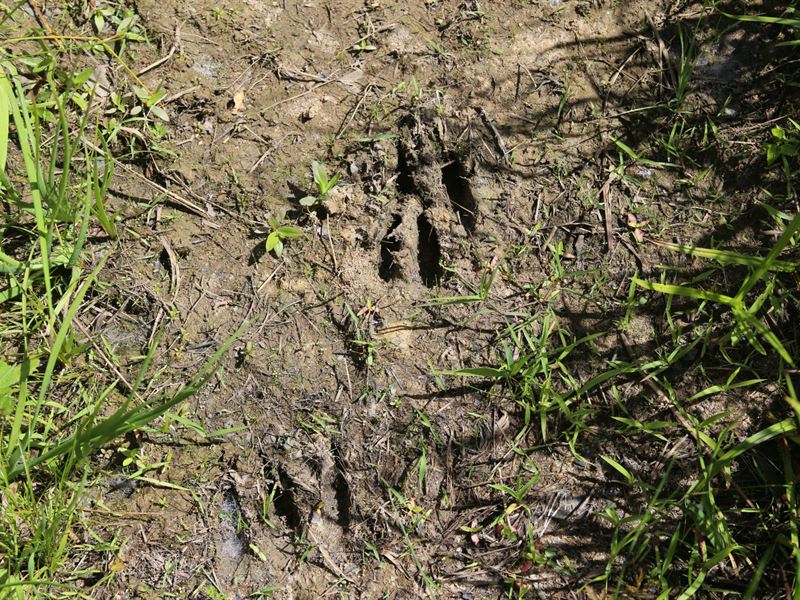 Nice Secluded Hunting Tract or Week : Minter : Lowndes County : Alabama