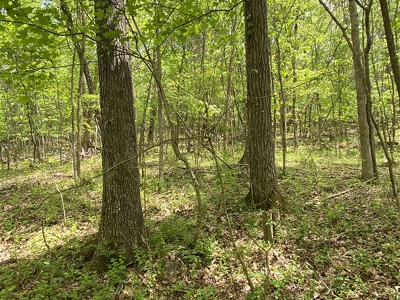 Wooded Tracts Great Hunting : Somerset : Pulaski County : Kentucky
