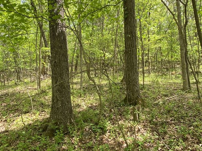 Wooded Tracts Great Hunting, Farm for Sale by Owner in Kentucky, 240994 FARMFLIP
