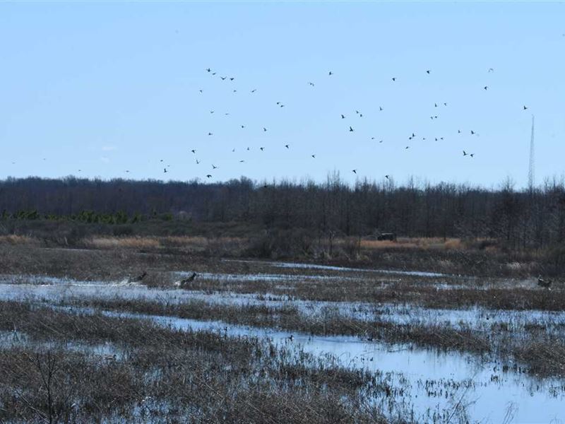 Grey Duck Landing 500 Acres : Brinkley : Monroe County : Arkansas